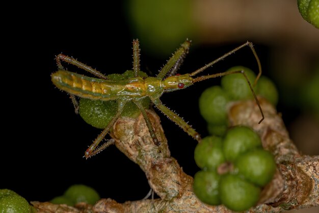 Assassin Bug Ninfa della tribù Harpactorini