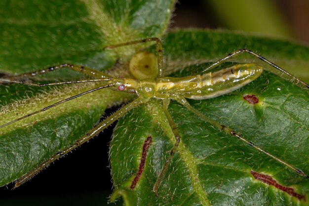 Assassin Bug Ninfa della tribù Harpactorini