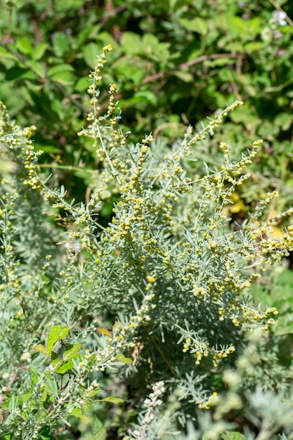 Assenzio Artemisia absinthium