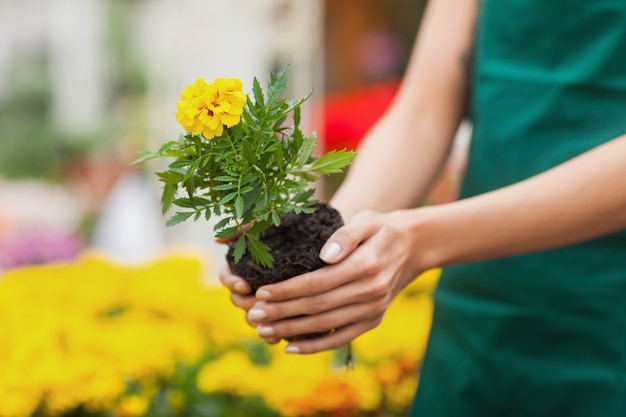 Assistente che pianta un fiore nel Garden Center