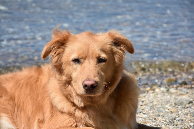 Assonnato dolce fronte Duck Tolling Retriever cane in appoggio su una spiaggia.