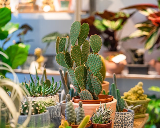 Assortimento di cactus in vaso nella serra del negozio di piante