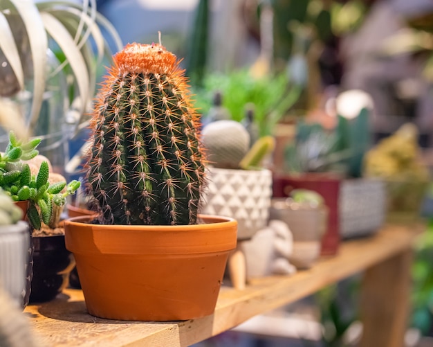 Assortimento di cactus in vaso nella serra del negozio di piante