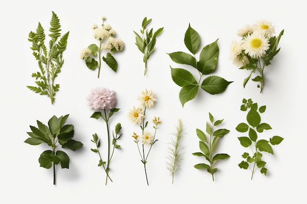 assortimento di foglie e fiori su sfondo bianco varietà di erbe fresche IA generativa