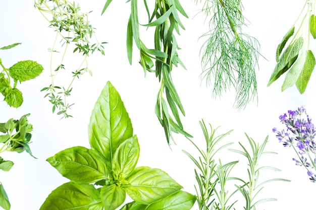 Assortimento di rametti di diverse erbe aromatiche fresche isolati su sfondo bianco Varietà di gusti e odori per una migliore cucina