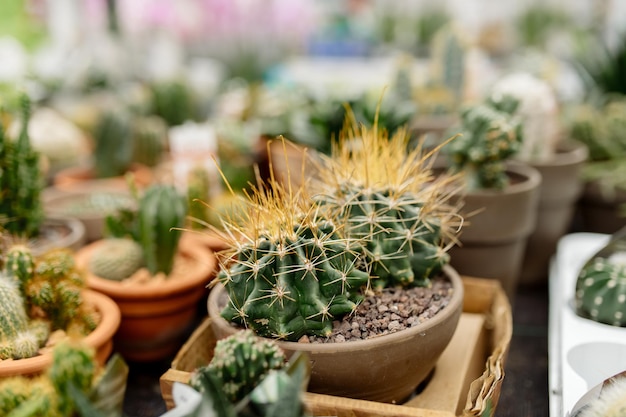 Assortimento di varietà di cactus e succulente in esposizione nella serra di un negozio di fiori