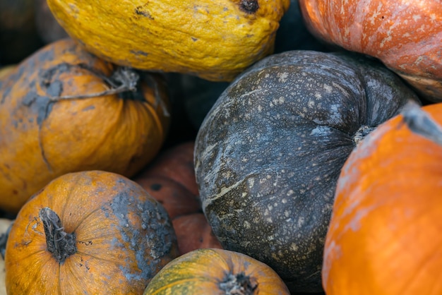 Assortimento vario di zucche nel mercato Vista ravvicinata