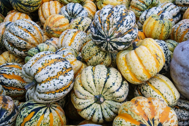 Assortimento vario di zucche, primo piano. Raccolto autunnale.