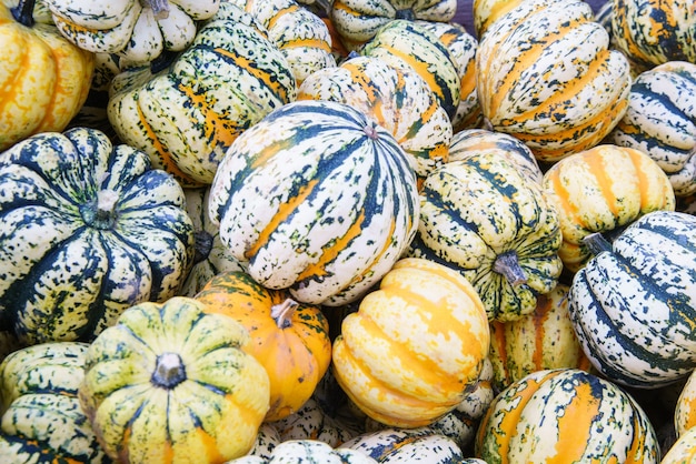 Assortimento vario di zucche, primo piano. Raccolto autunnale.