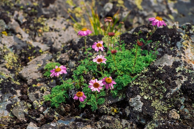 Aster Alpinus cresce sulle rocce tra le pietre. Fantastici fiori rosa con centro giallo. Aster alpini sulla fine della scogliera in su. Vegetazione degli altopiani. Splendida flora di montagna con spazio di copia. Piante meravigliose