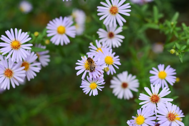 Aster amellus fiori in giardino