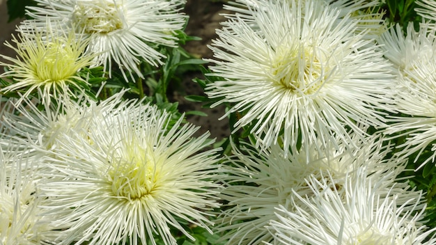 Aster da giardino bianchi