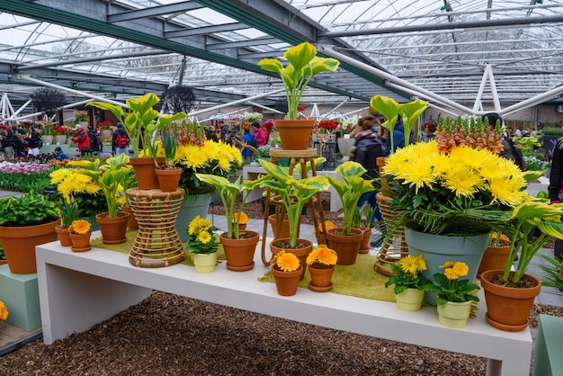 Aster gialli nel parco Keukenhof Lisse Holland Paesi Bassi