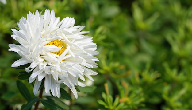 Aster in fiore nel giardino con spazio di copia