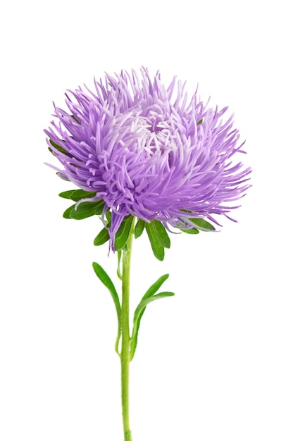 Aster isolato