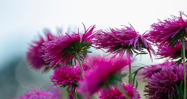 Aster porpora su un'aiola nel parco