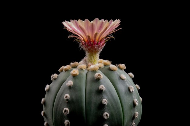 Asterias di astrophytum del fiore di cactus di fioritura