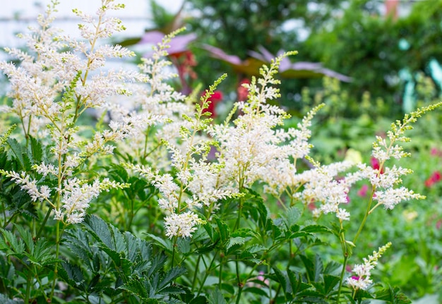 Astilba fiori che crescono nel giardino Cespuglio di astilba bianco su sfondo verde giardino fiorito estivo