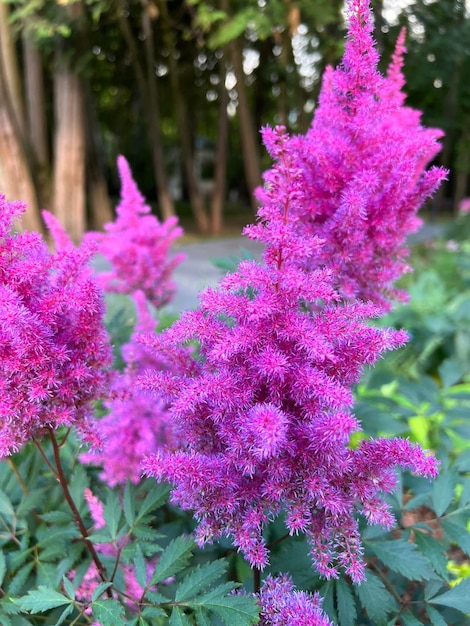 Astilbe chinensis specie Avere e Tenere astilba fiorisce in giardino in estate