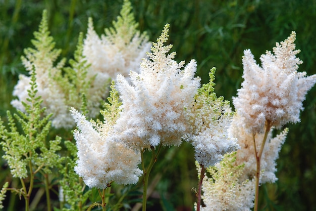 Astilbe japonica fiori bianchi nel giardino estivo