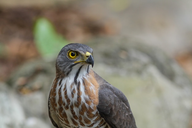 Astore crestato (Accipiter trivirgatus)