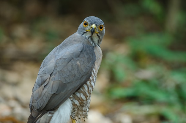 Astore crestato nella natura