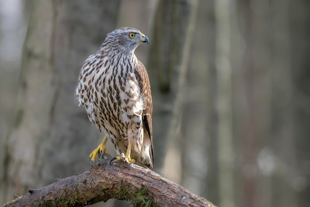 Astore settentrionale giovanile (Accipiter gentilis) su un ramo nella foresta