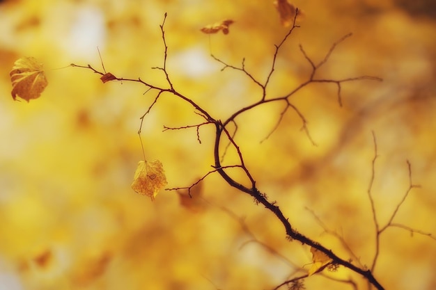 astratto autunno autunno sfondo foglie giallo natura ottobre carta da parati stagionale