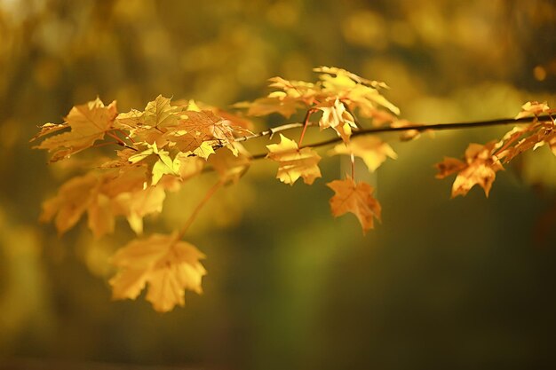 astratto autunno autunno sfondo foglie giallo natura ottobre carta da parati stagionale