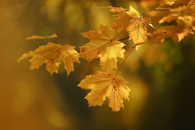 astratto autunno autunno sfondo foglie giallo natura ottobre carta da parati stagionale