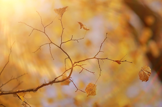 astratto autunno autunno sfondo foglie giallo natura ottobre carta da parati stagionale