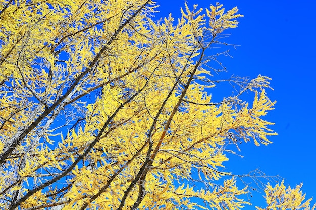 astratto autunno autunno sfondo foglie giallo natura ottobre carta da parati stagionale