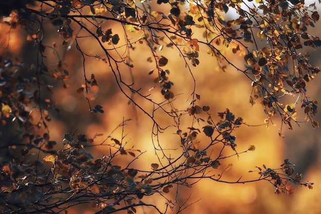 astratto autunno autunno sfondo foglie giallo natura ottobre carta da parati stagionale