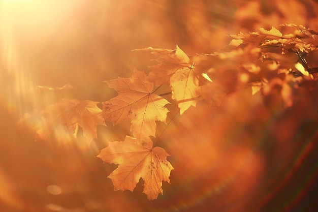 astratto autunno autunno sfondo foglie giallo natura ottobre carta da parati stagionale