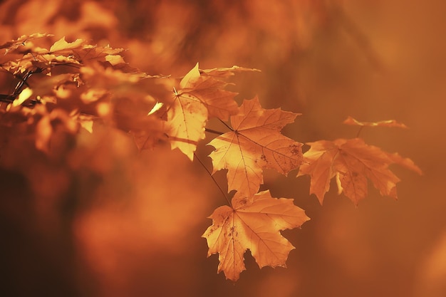 astratto autunno autunno sfondo foglie giallo natura ottobre carta da parati stagionale