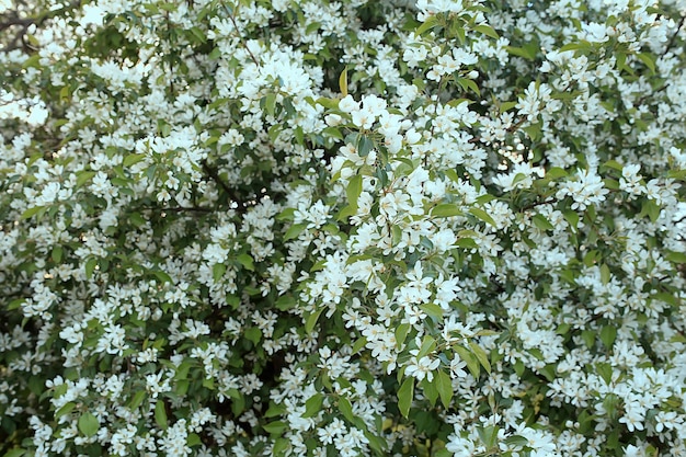 astratto fiori di melo sfondo, primavera sfondo sfocato, rami con fioritura