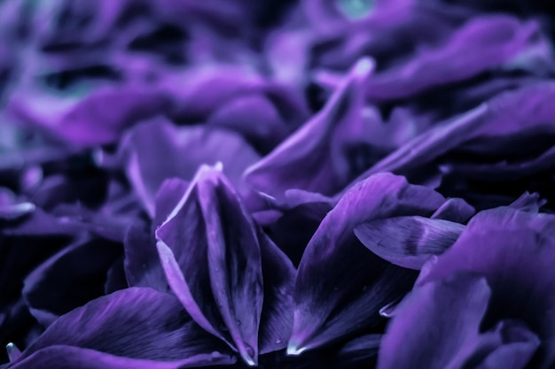 Astratto floreale vacanza arte sfondo viola fioritura petali di fiori in un giardino da sogno e la bellezza nella natura per il marchio spa di lusso e il design dell'invito di nozze