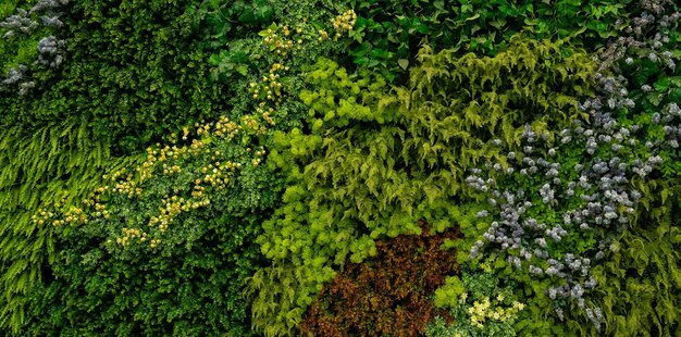 astratto foglia verde struttura natura sfondo foglia tropicale Thailandia