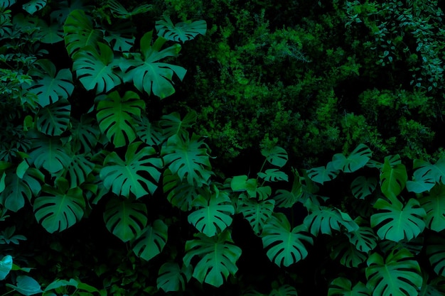 astratto foglia verde trama foglia tropicale fogliame natura sfondo verde scuro