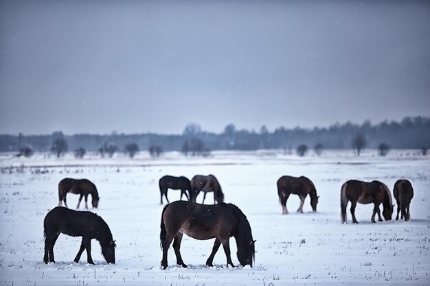 astratto sfocato sfondo invernale, cavalli in un paesaggio di campo innevato, neve in una fattoria