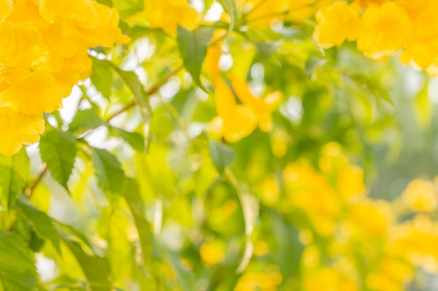 Astratto sfocatura sfondo di fiori gialli, Tecoma stans.
