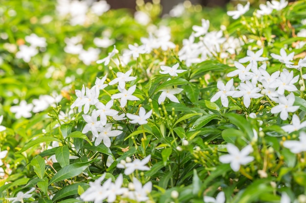 Astratto sfondo di fiori bianchi