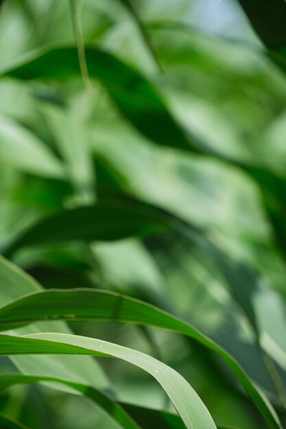 Astratto sfondo sfocato di fogliame di mais verde