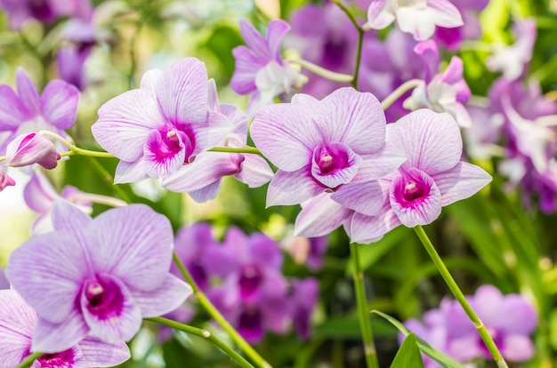 Astratto sfondo sfocato di orchidee viola