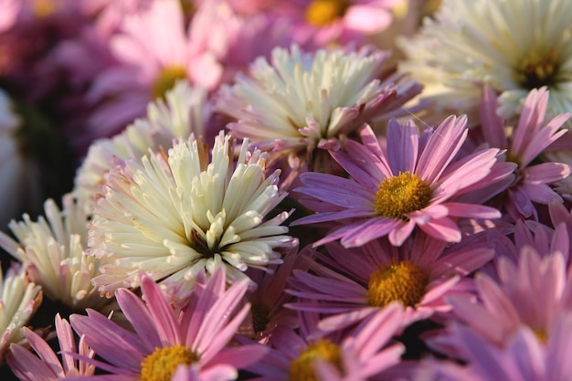 Astri in giardino. Immagine di sfondo di fiori rosa.