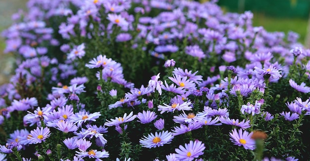 Astri in giardino. Immagine di sfondo fiori viola