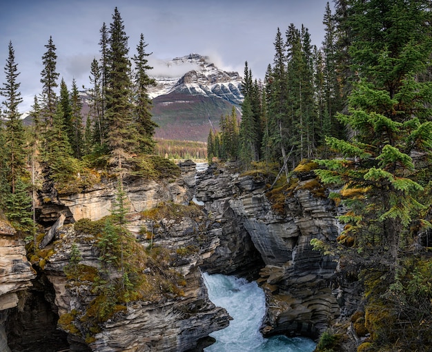 Athabasca Falls che scorre nel canyon con montagne rocciose nella foresta autunnale del parco nazionale di Jasper, Canada