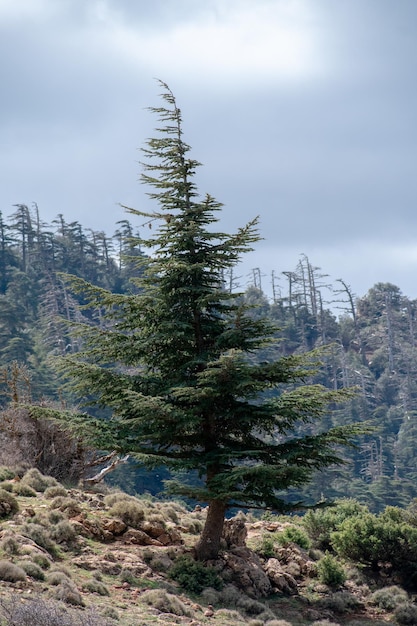 Atlante blu Cedro Cedrus Atlantica