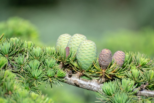 Atlante blu Cedro Cedrus Atlantica