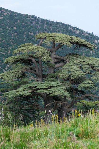 Atlante blu Cedro Cedrus Atlantica